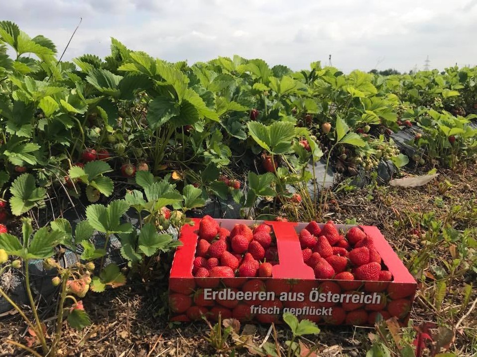 Erdbeeren pflücken